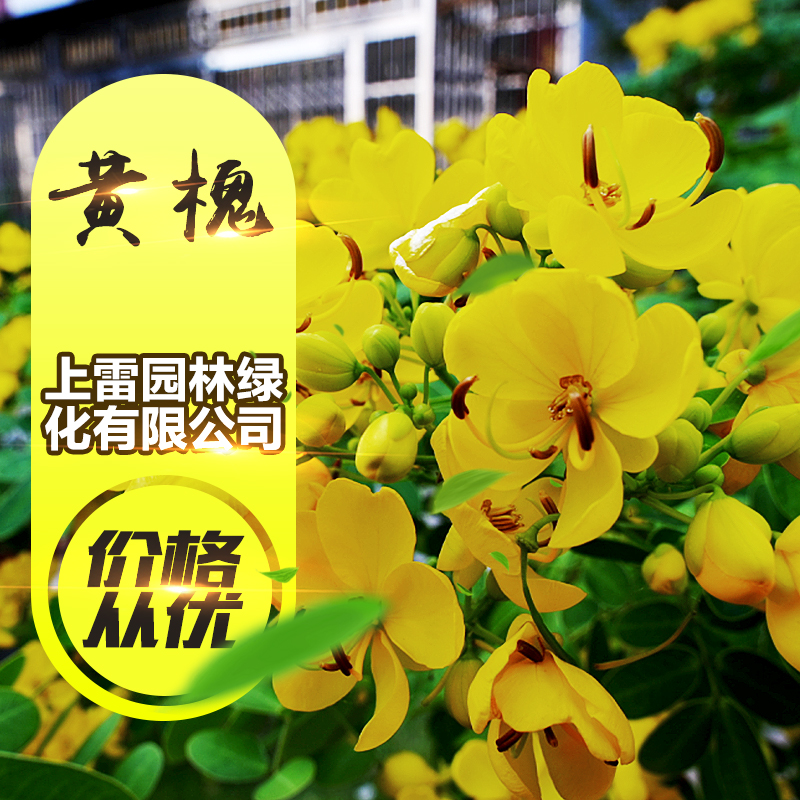 供應(yīng)廣西黃金槐 金枝槐 黃槐 槐樹 金枝國(guó)槐 園林工程綠化