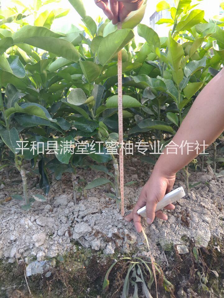 供应红心蜜柚苗红肉蜜柚苗琯溪蜜柚苗_红心柚子苗_红肉柚子苗_红心柚苗价格_琯溪红心柚苗批发