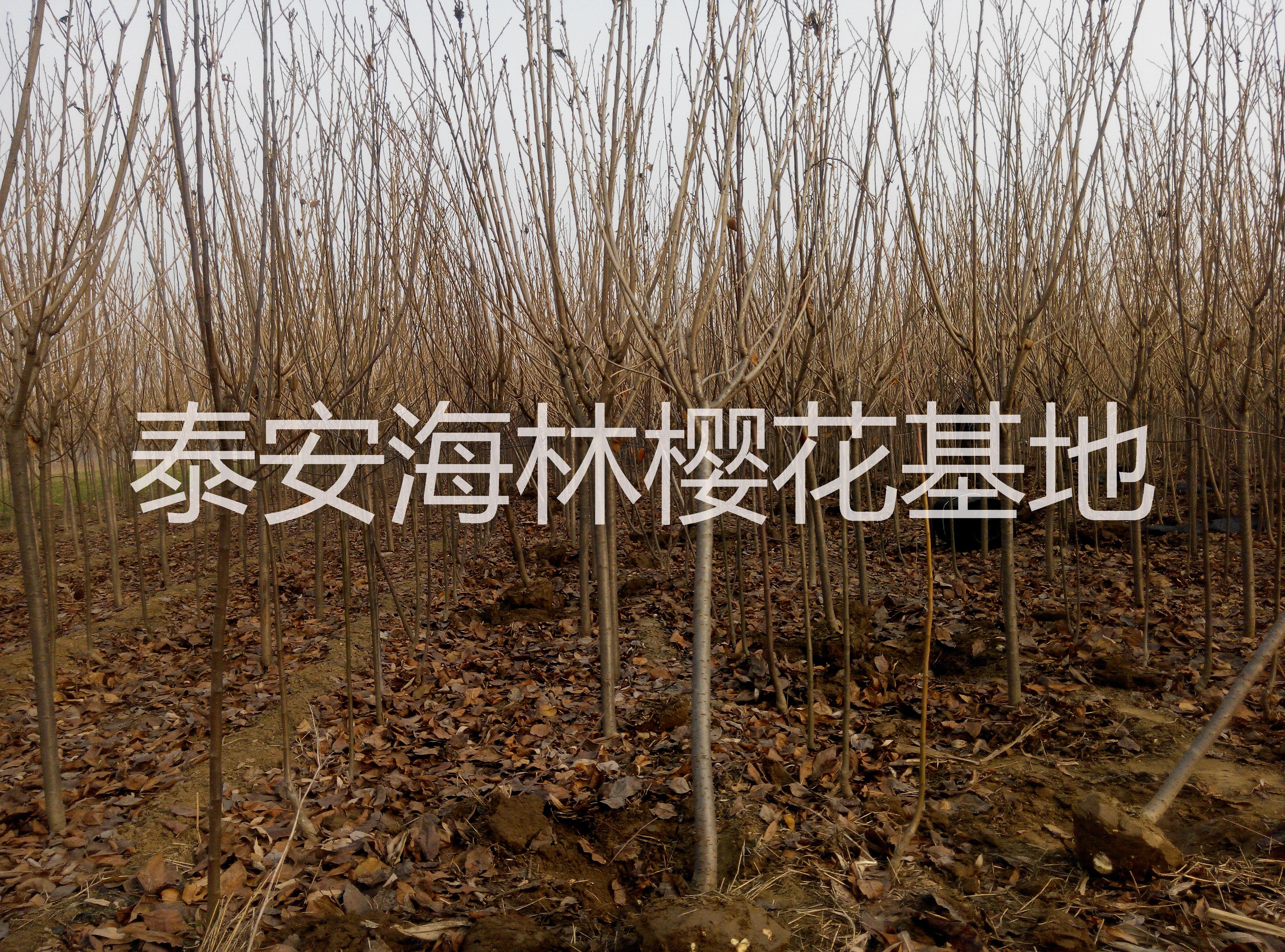 供应4公分日本樱花，4公分樱花价格行情，泰安樱花基地，樱花树价格