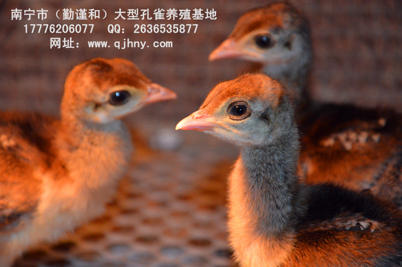 供應(yīng)廣西*苗-2016優(yōu)質(zhì)*