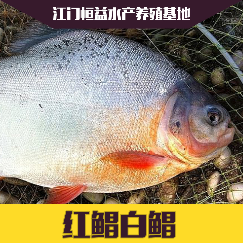 淡水白鯧紅鯧魚苗批發(fā)價格圖片