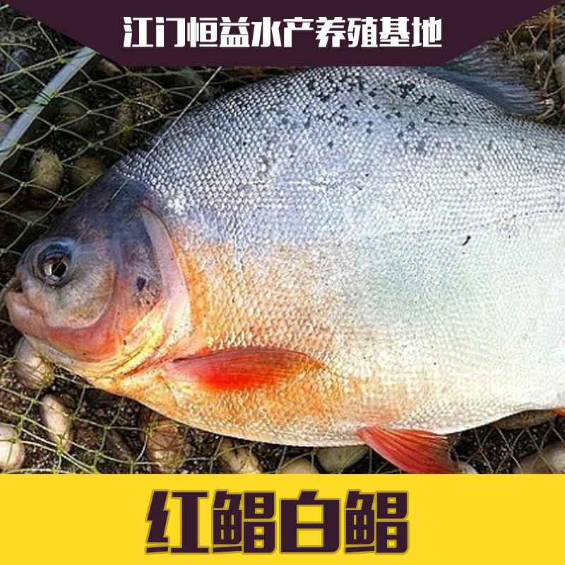 淡水白鯧圖片/淡水白鯧樣板圖 (2)