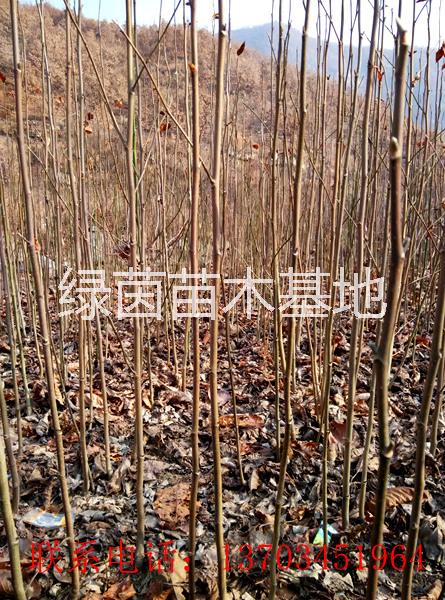 供應辛夷苗、玉蘭苗、欒樹苗、大葉女貞苗、杜仲苗、五角楓苗等