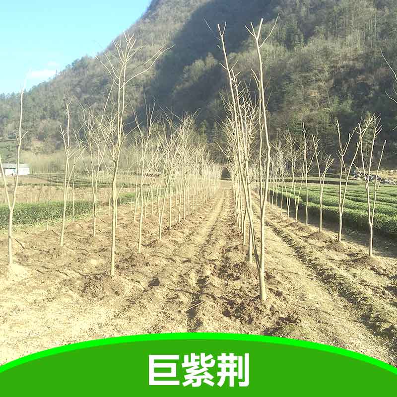 巨紫荊苗圖片/巨紫荊苗樣板圖 (4)