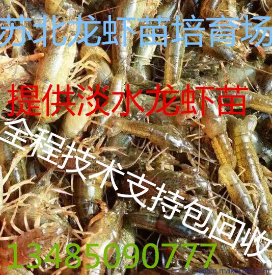 小龙虾苗种小龙虾种苗 小龙虾苗 小龙虾苗种价格现在龙虾苗多少钱一斤