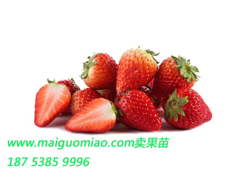供應(yīng)用于草莓苗批發(fā)的山東草莓苗種植，草莓苗價(jià)格