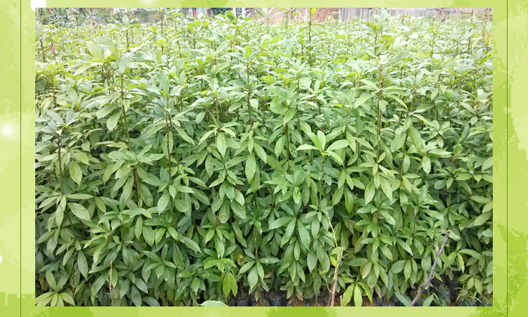 供應(yīng)金絲楠木種苗種子大量供應(yīng)批發(fā)供應(yīng)