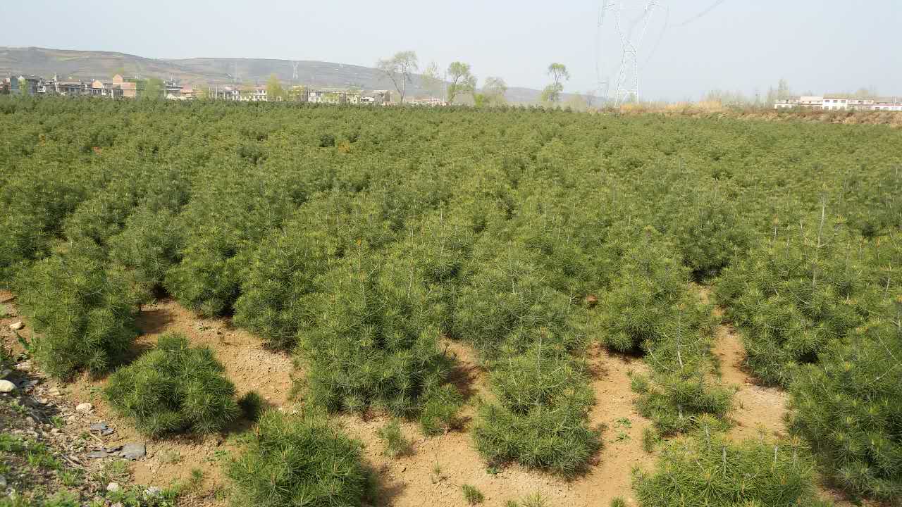 白皮松樹苗圖片/白皮松樹苗樣板圖 (1)