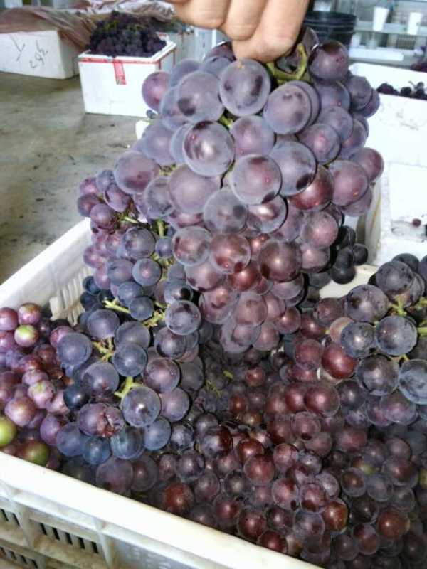 山東大棚葡萄種植技術(shù)供應(yīng)商圖片