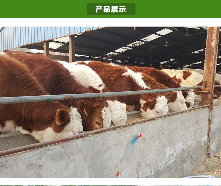 哪里有賣魯西黃牛多少錢