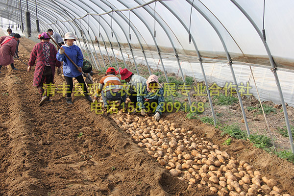 紅薯苗圖片/紅薯苗樣板圖 (2)