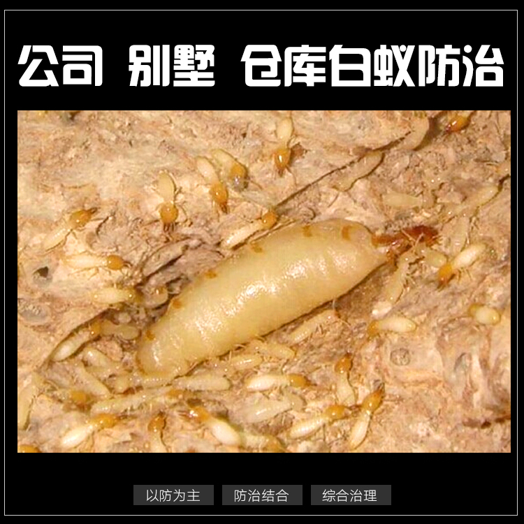 獅山鎮(zhèn)滅白蟻公司圖片