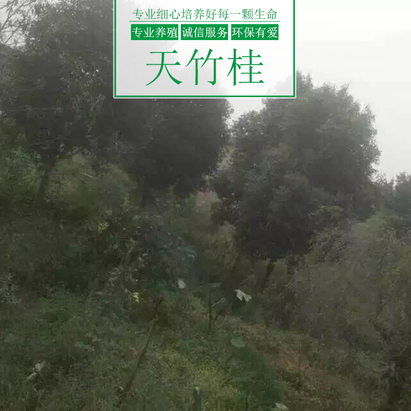 天竹桂樹(shù)圖片/天竹桂樹(shù)樣板圖 (4)