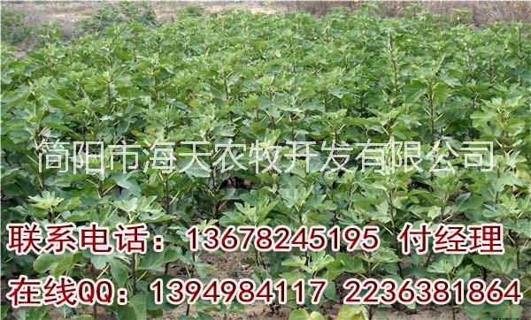 無花果圖片/無花果樣板圖 (4)