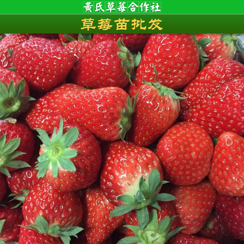 草莓品種圖片/草莓品種樣板圖 (3)