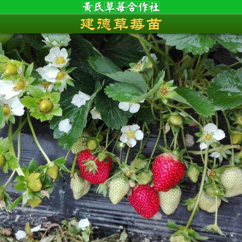 草莓苗圖片/草莓苗樣板圖 (2)