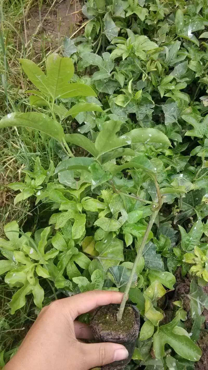 供應(yīng)廣西百香果苗報價、廣西百香果苗供應(yīng)、廣西百香果苗哪里有賣