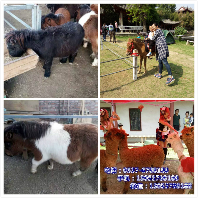 養(yǎng)殖羊駝好養(yǎng)嗎圖片/養(yǎng)殖羊駝好養(yǎng)嗎樣板圖 (3)