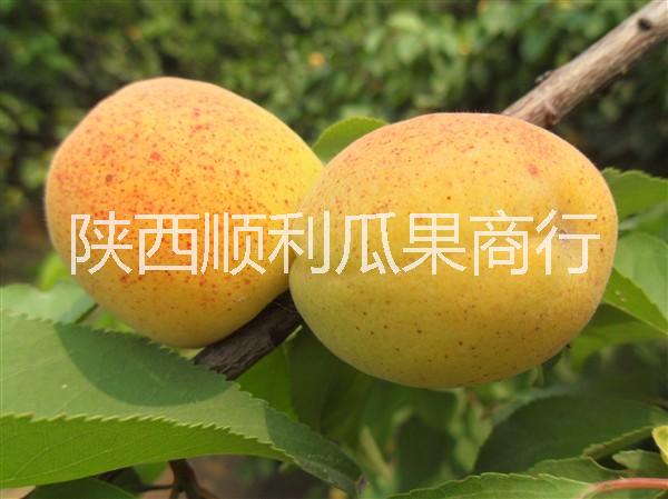 供應(yīng)用于食用品的陜西凱特杏價(jià)格大荔凱特杏基地批發(fā)-順利果品商行大量供應(yīng)