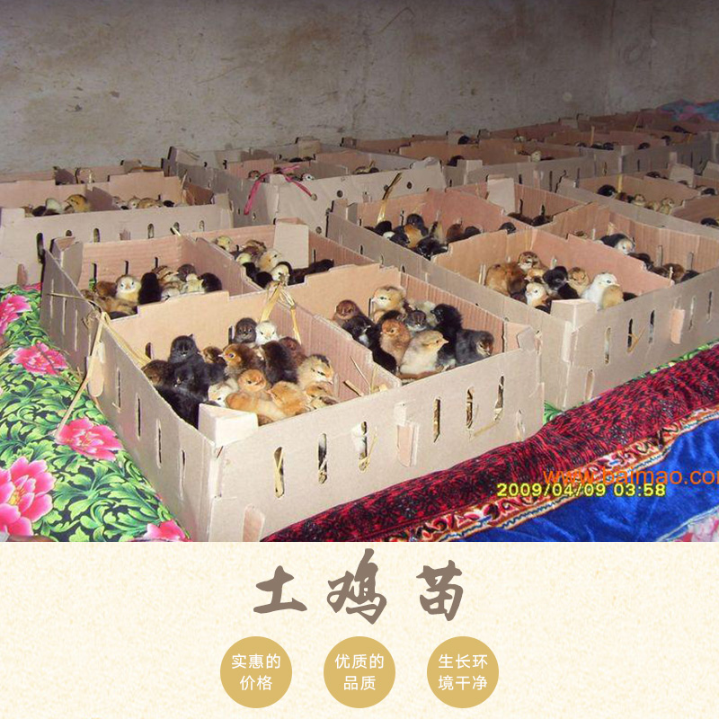 土雞苗圖片/土雞苗樣板圖 (4)