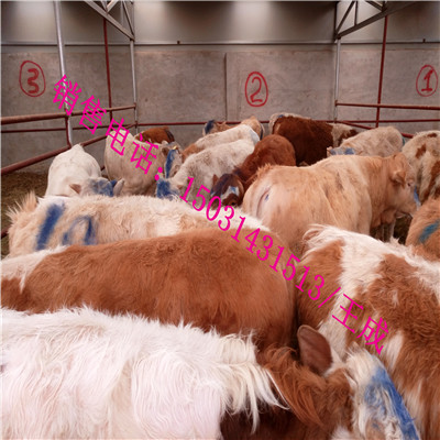 肉牛犢圖片/肉牛犢樣板圖 (1)