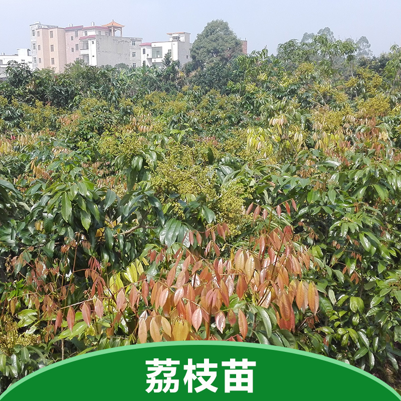 四川荔枝苗 四川荔枝苗批發(fā) 四川荔枝苗報(bào)價(jià) 四川荔枝苗多少錢(qián)