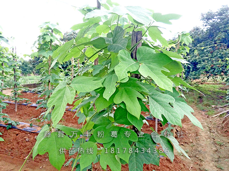 高产粉葛根种苗/葛根种植主流品种图片