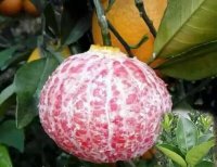 紅肉臍橙圖片/紅肉臍橙樣板圖 (2)