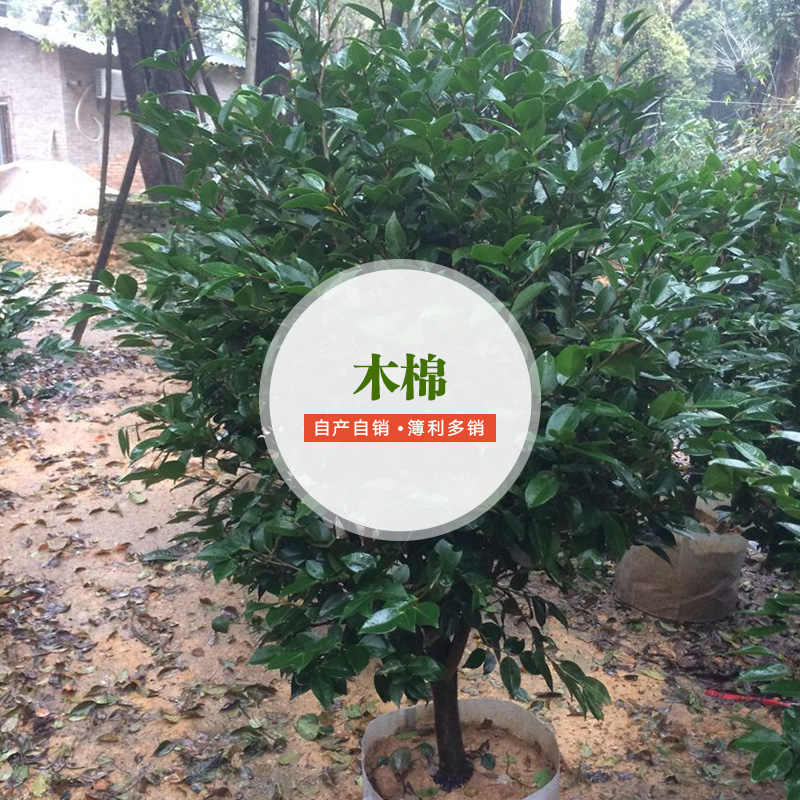木棉圖片/木棉樣板圖 (2)