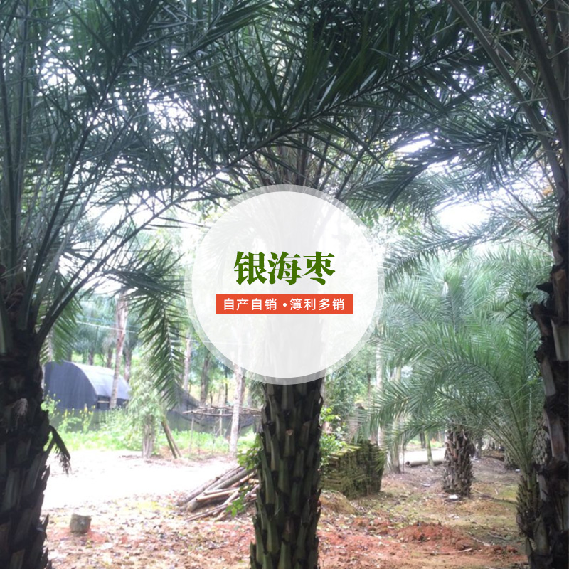 供應(yīng)銀海棗 銀海棗種植要求 銀海棗廠家直銷 銀海棗廠家批發(fā)
