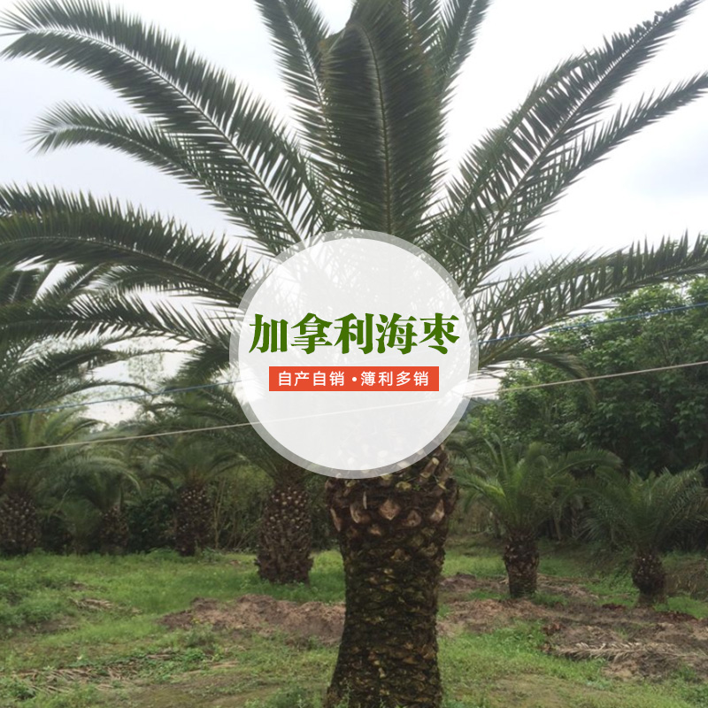 供應加拿利海棗供應商 景觀加拿利海棗 加拿利海棗廠家批發(fā)