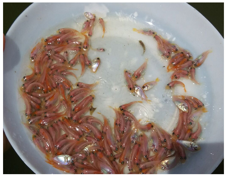 奧尼羅非魚(yú)圖片/奧尼羅非魚(yú)樣板圖 (4)