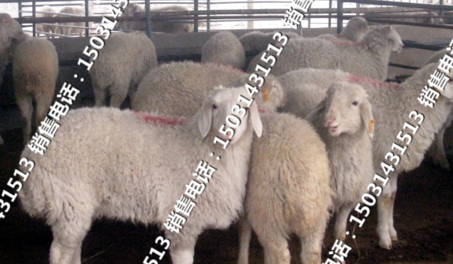 肉牛犢圖片/肉牛犢樣板圖 (3)