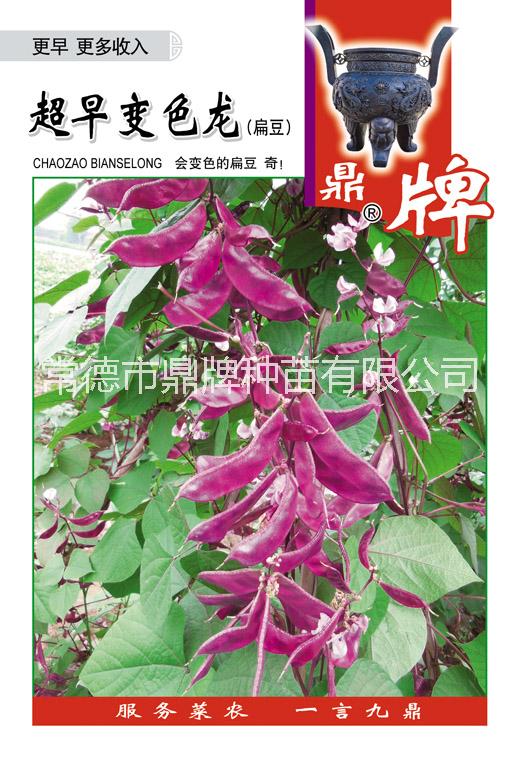 供應(yīng)扁豆種子