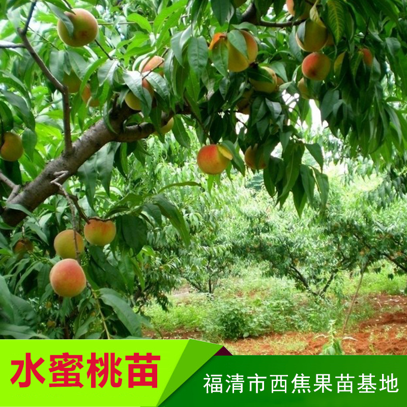 西焦果苗基地供應水蜜桃苗、水蜜桃樹種苗 福州水蜜桃苗木批發(fā)