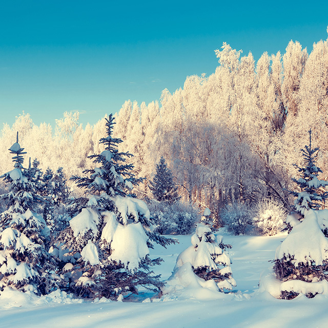 时尚复古自然意境森林雪景壁画图片