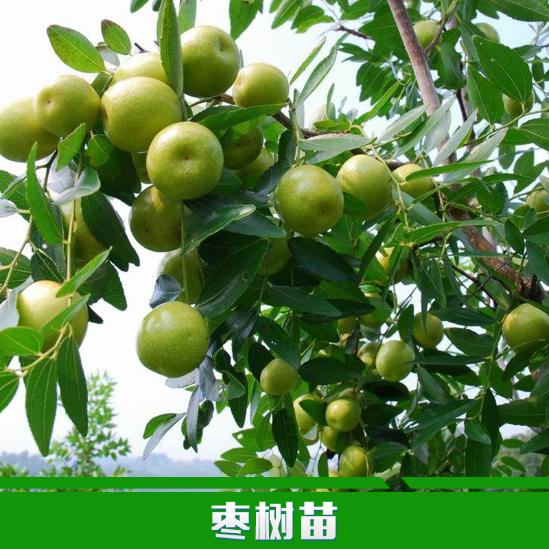 棗樹(shù)苗圖片/棗樹(shù)苗樣板圖 (4)