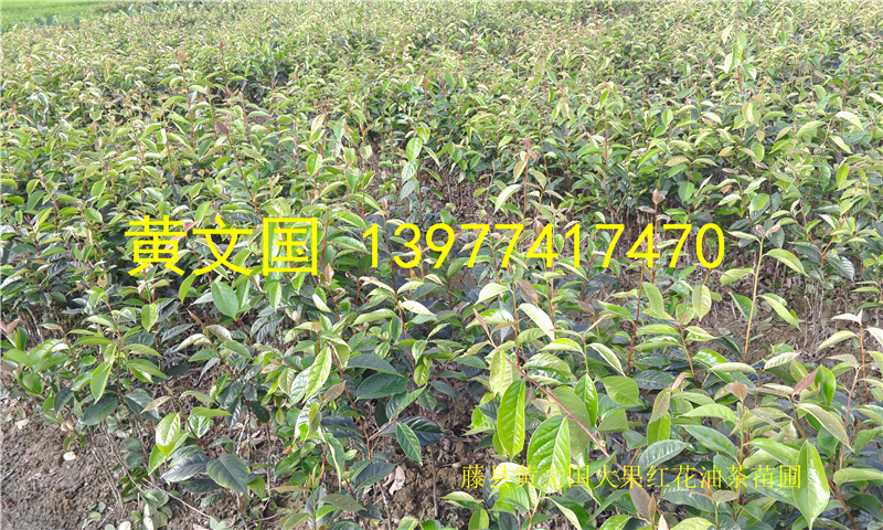 大果紅花油茶圖片/大果紅花油茶樣板圖 (1)