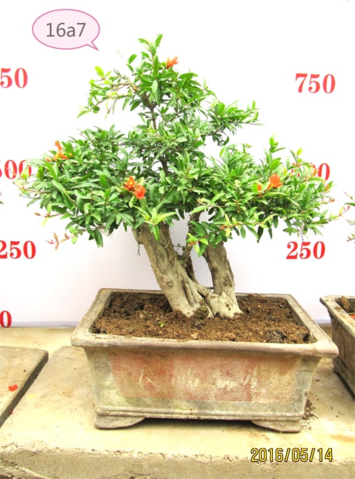 供應(yīng)用于觀賞石榴古樹盆景，石榴盆栽，盆景制作技術(shù) 石榴古樹盆景，盆景制作技術(shù)