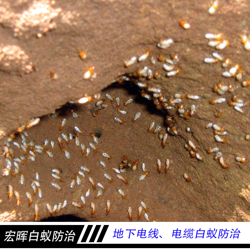 白蟻防治圖片/白蟻防治樣板圖 (1)