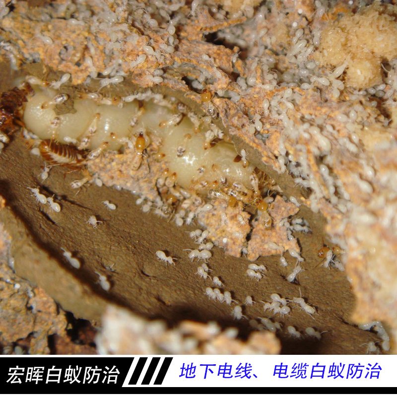 白蟻防治圖片/白蟻防治樣板圖 (3)