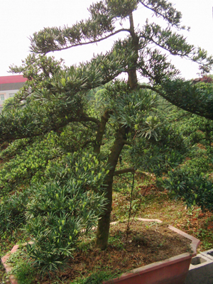 造型羅漢松圖片/造型羅漢松樣板圖 (4)