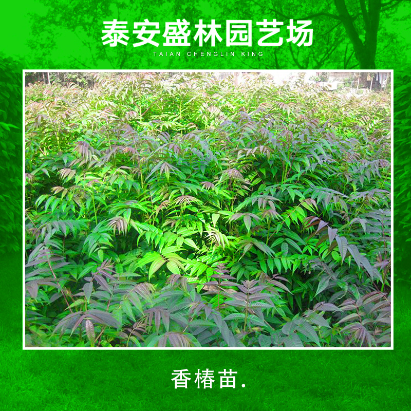 香椿苗供应商  山东香椿苗 香椿苗批发 香椿苗栽培技术