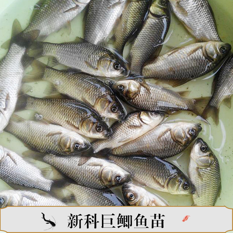 新科巨鯽魚苗產(chǎn)品豐產(chǎn)鯽魚苗水花翹課魚苗