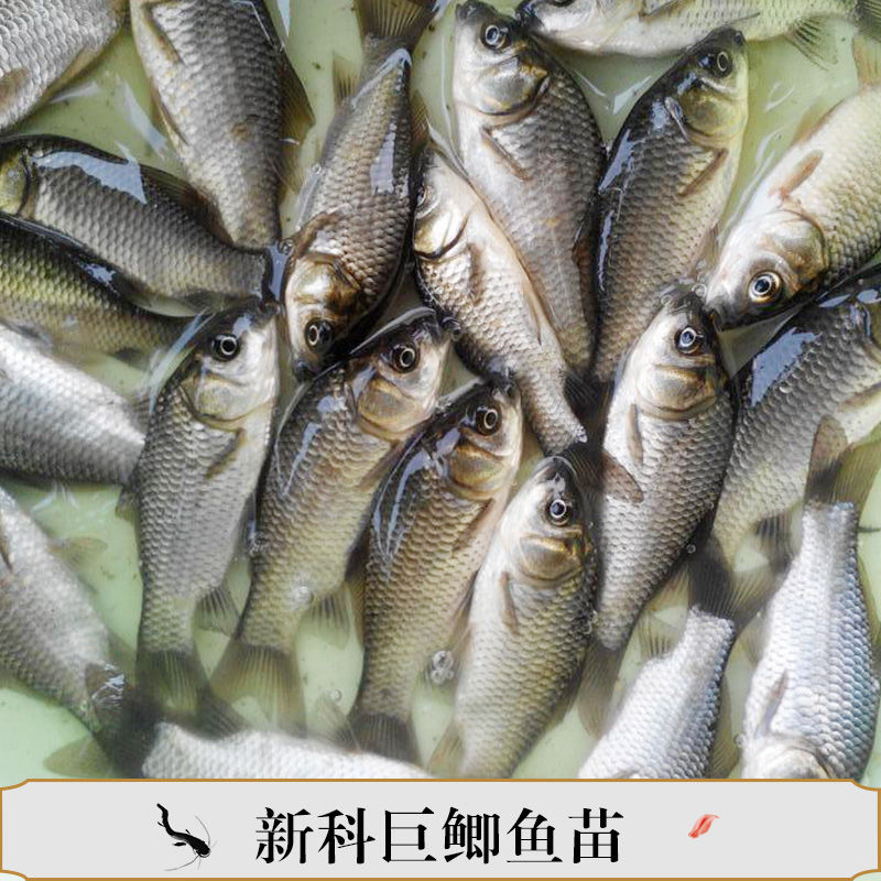 鯽魚苗圖片/鯽魚苗樣板圖 (2)