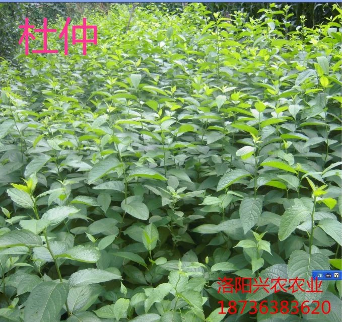 杜仲綠化苗木批發(fā)圖片/杜仲綠化苗木批發(fā)樣板圖 (2)