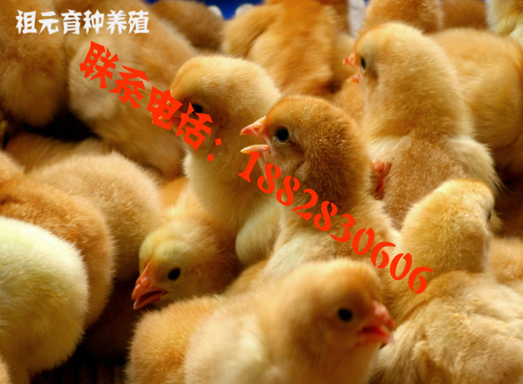 供應(yīng)祖元江漢土雞苗 脫溫苗
