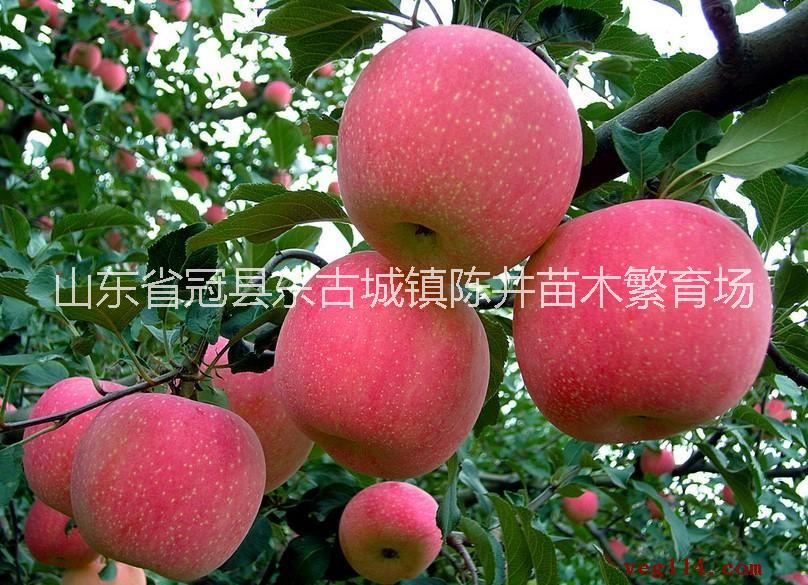 供應(yīng)桃苗，梨苗，蘋(píng)果苗