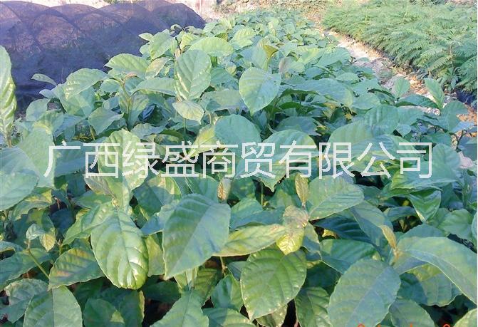 供應(yīng)大葉胭脂小苗及種子圖片/供應(yīng)大葉胭脂小苗及種子樣板圖 (1)