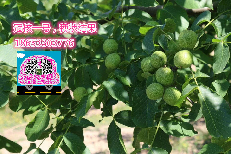 優(yōu)質(zhì)薄皮核桃苗-冠核一號 核桃苗 核桃樹苗 冠核一號